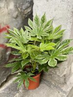 Zdjęcie Fatsia Variegata w kategorii rośliny, ujęcie 1