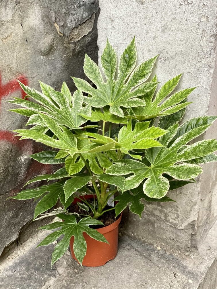 Zdjęcie Fatsia Variegata w kategorii rośliny, ujęcie 1