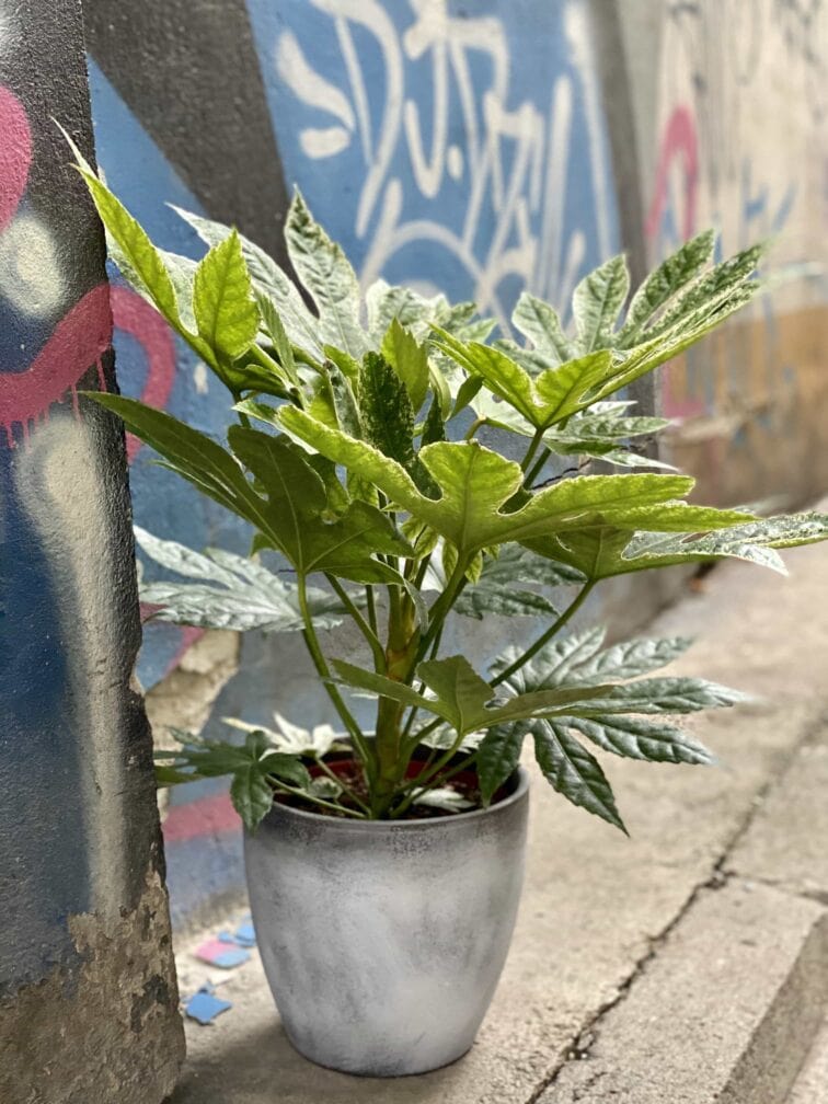 Zdjęcie Fatsia Variegata w kategorii rośliny, ujęcie 3