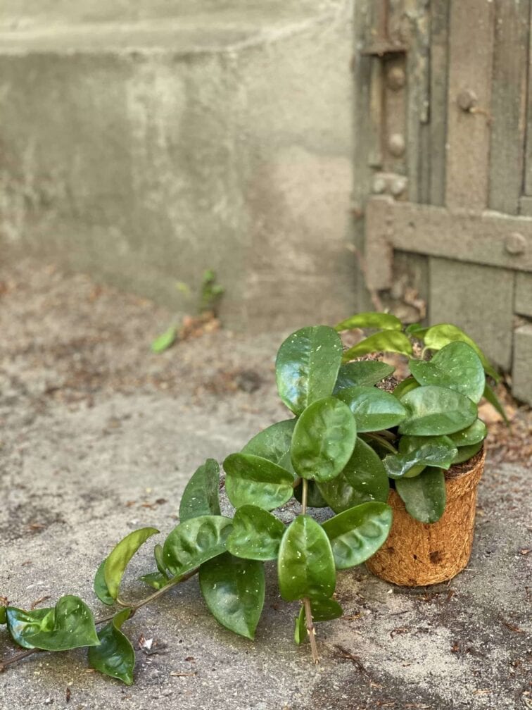 Zdjęcie Hoya Carnosa Krinkle w kategorii rośliny, ujęcie 3