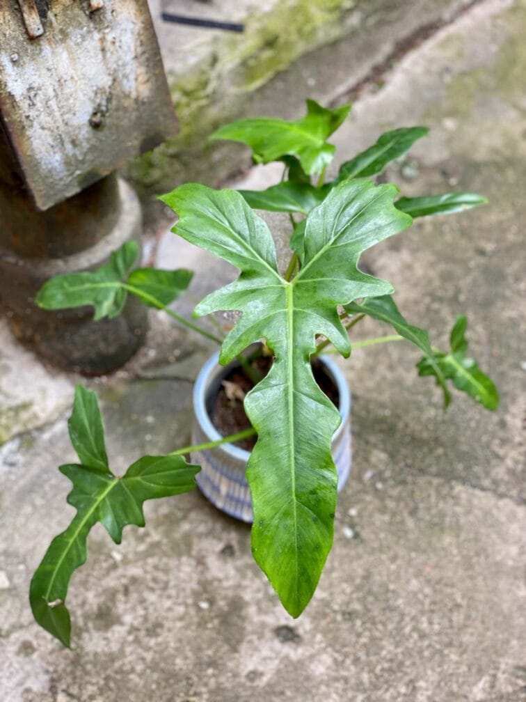 Zdjęcie Philodendron Golden Dragon w kategorii rośliny, ujęcie 1