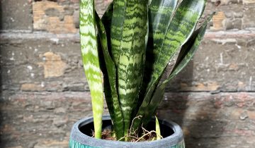 Zdjęcie Sansevieria Black Coral w kategorii rośliny, ujęcie 1