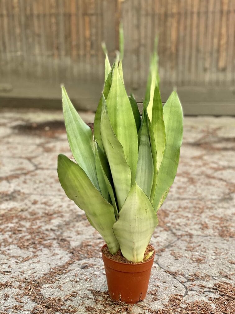 Zdjęcie Sansevieria Moonshine w kategorii rośliny, ujęcie 2