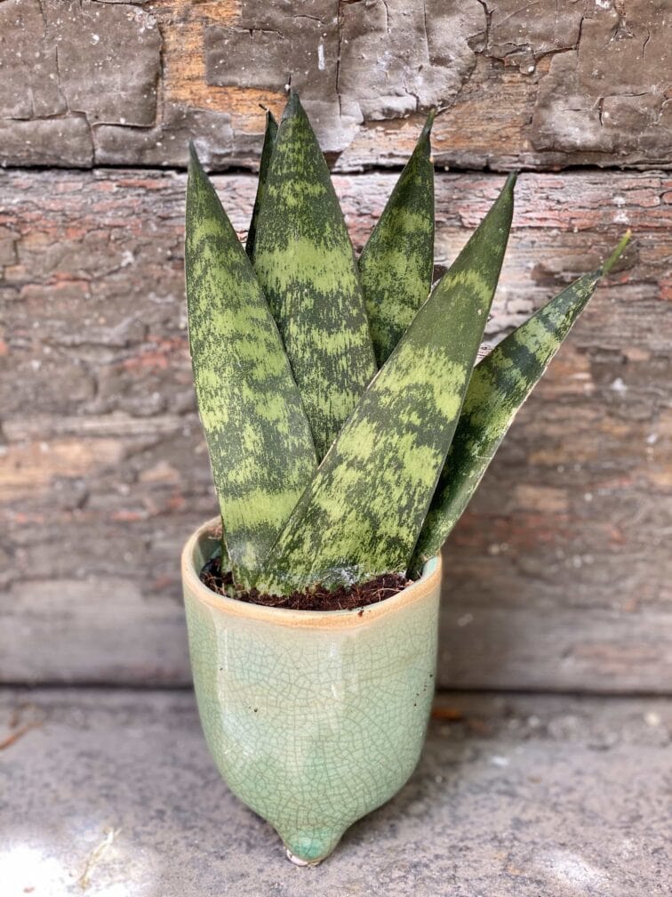 Zdjęcie Sansevieria Zeylanica Fan w kategorii rośliny, ujęcie 3