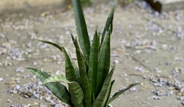 Zdjęcie Sansevieria Zeylanica w kategorii rośliny, ujęcie 1