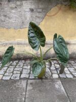 Zdjęcie Alocasia Venti w kategorii rośliny, ujęcie 1