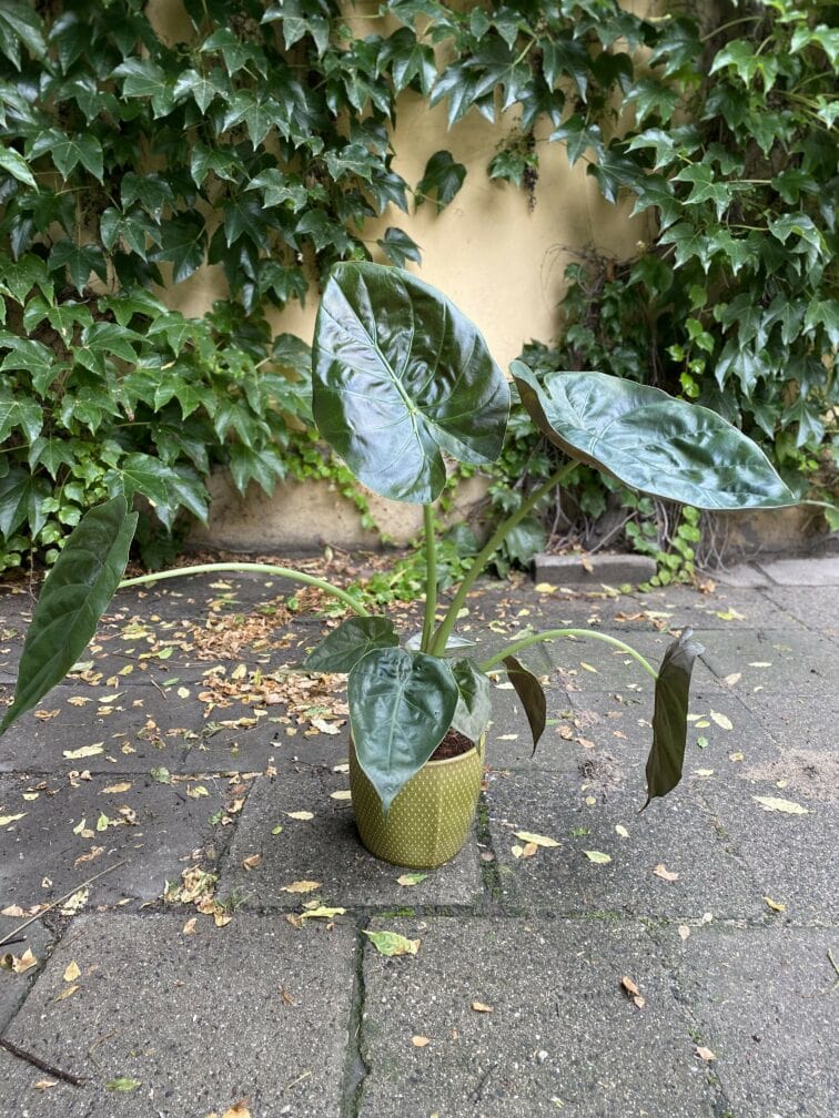 Zdjęcie Alocasia Venti w kategorii rośliny, ujęcie 3