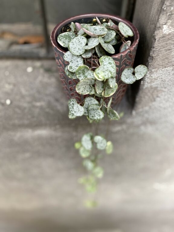 Zdjęcie Ceropegia woodii Marlies variegata w kategorii rośliny, ujęcie 1