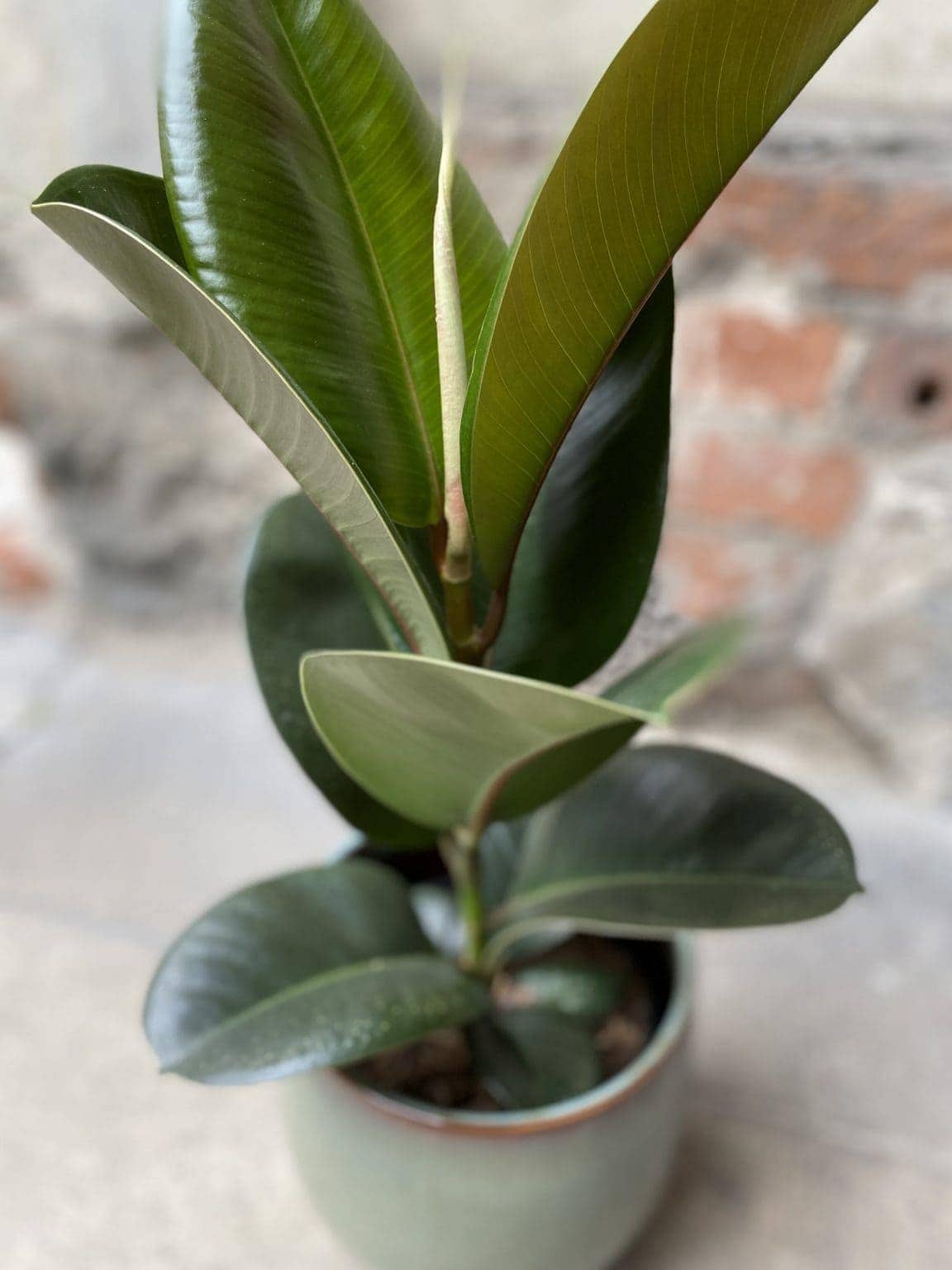 Ficus Elastica Cloe Fikus Spr Ysty Jungle Boogie