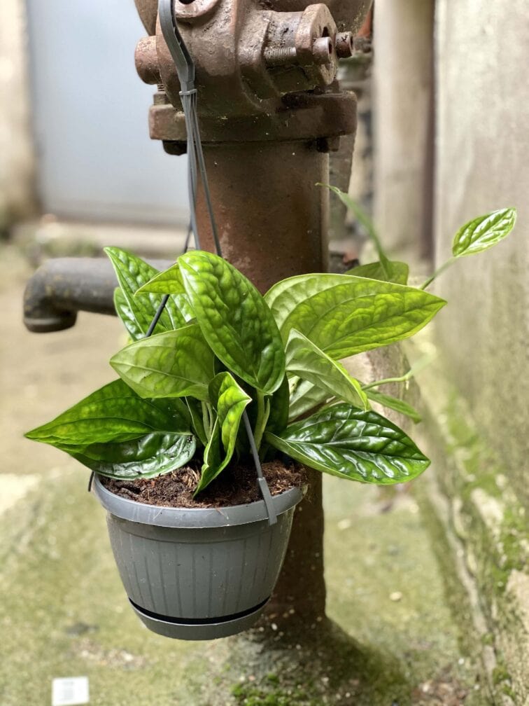 Zdjęcie Monstera Karstenianum w kategorii rośliny, ujęcie 2