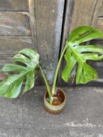 Zdjęcie rośliny Monstera variegata - sadzonka cięta szczytowa, ujęcie 1