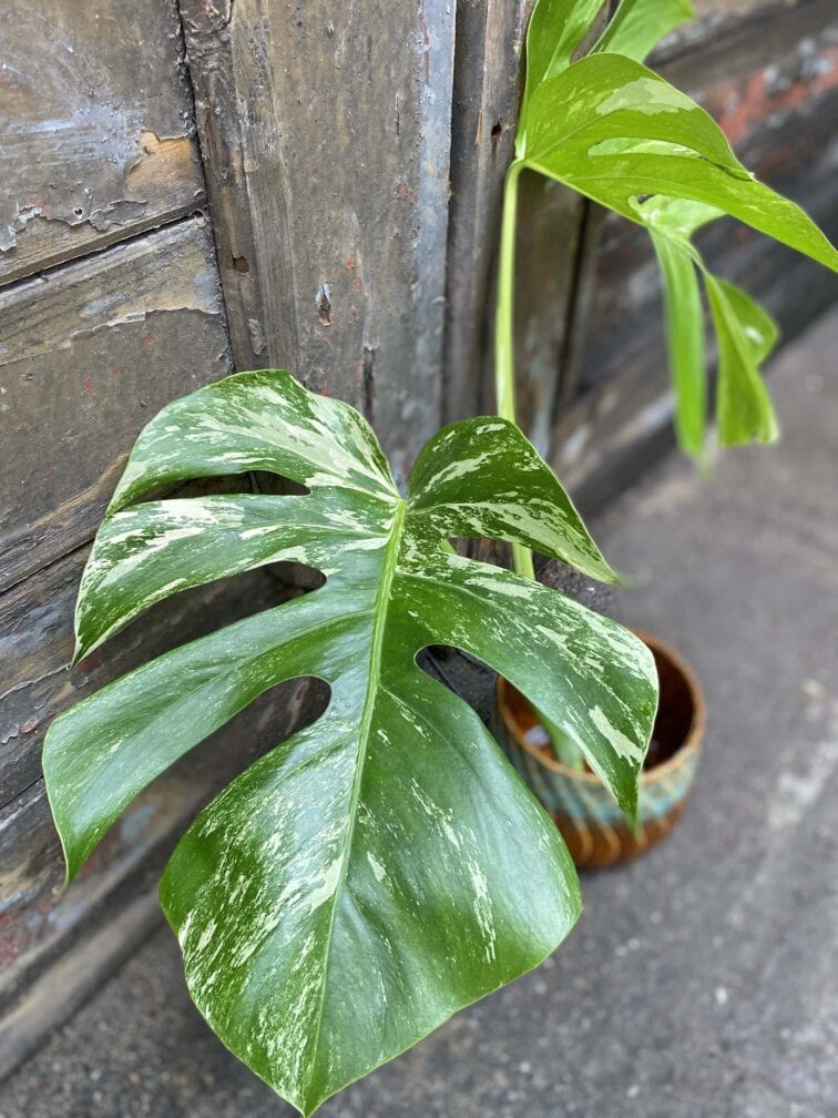 Zdjęcie rośliny Monstera variegata - sadzonka cięta szczytowa, ujęcie 3