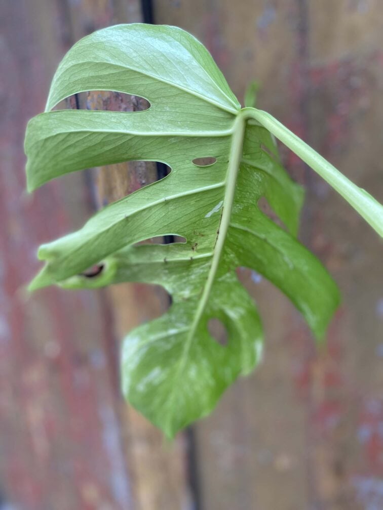 Zdjęcie rośliny Monstera variegata - sadzonka cięta szczytowa, ujęcie 4