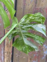 Zdjęcie rośliny Monstera variegata - sadzonka cięta szczytowa, ujęcie 5