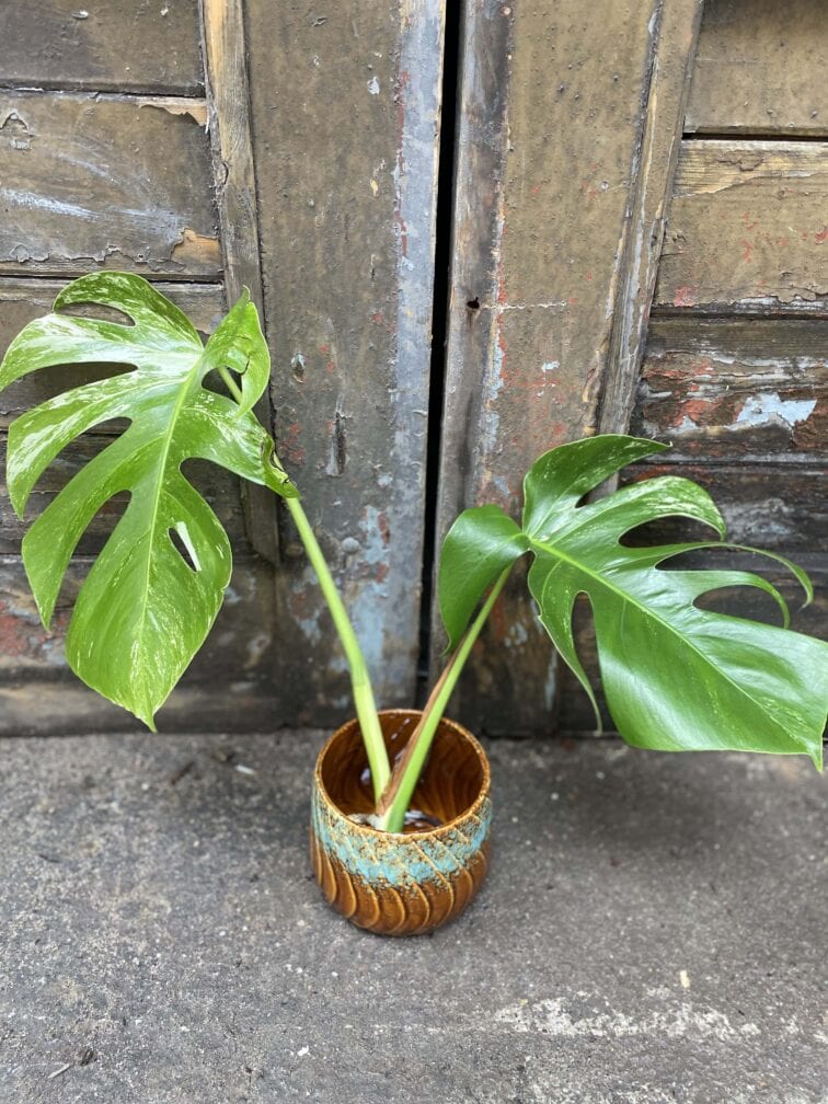 Zdjęcie rośliny Monstera variegata - sadzonka cięta szczytowa, ujęcie 1