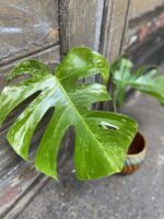 Zdjęcie rośliny Monstera variegata - sadzonka cięta szczytowa, ujęcie 2