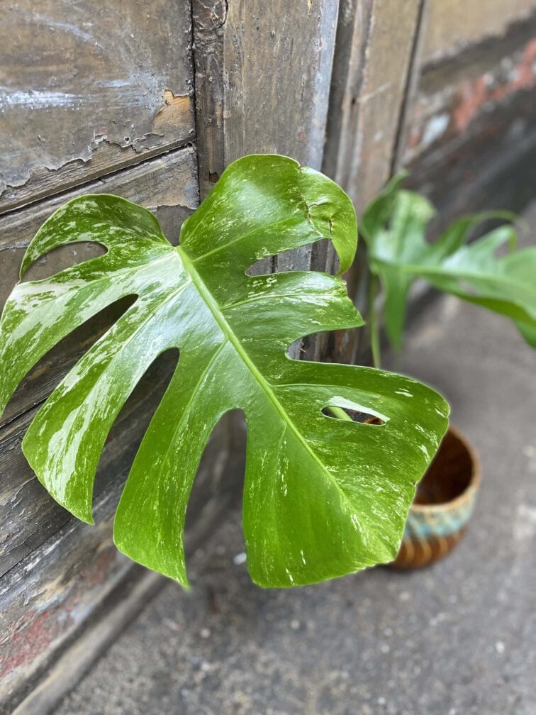 Zdjęcie rośliny Monstera variegata - sadzonka cięta szczytowa, ujęcie 2