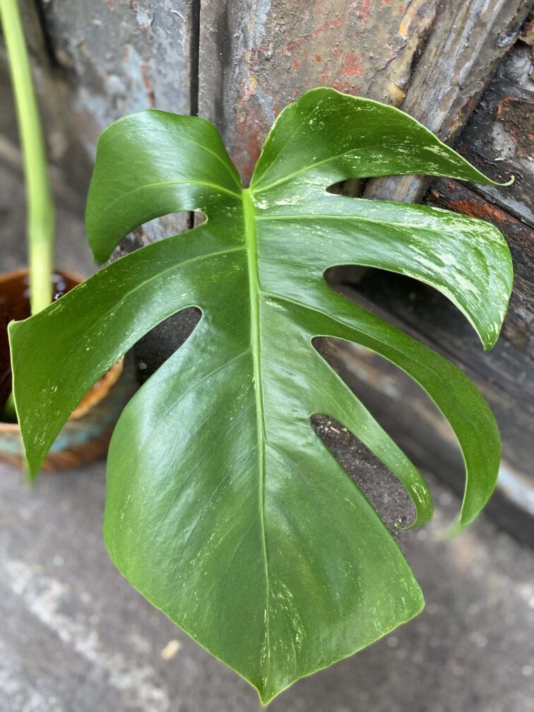 Zdjęcie rośliny Monstera variegata - sadzonka cięta szczytowa, ujęcie 3