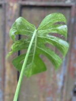 Zdjęcie rośliny Monstera variegata - sadzonka cięta szczytowa, ujęcie 4