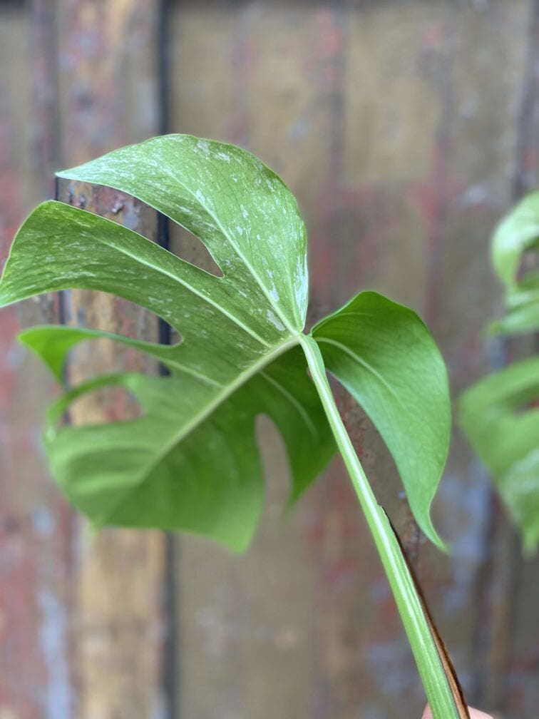 Zdjęcie rośliny Monstera variegata - sadzonka cięta szczytowa, ujęcie 5