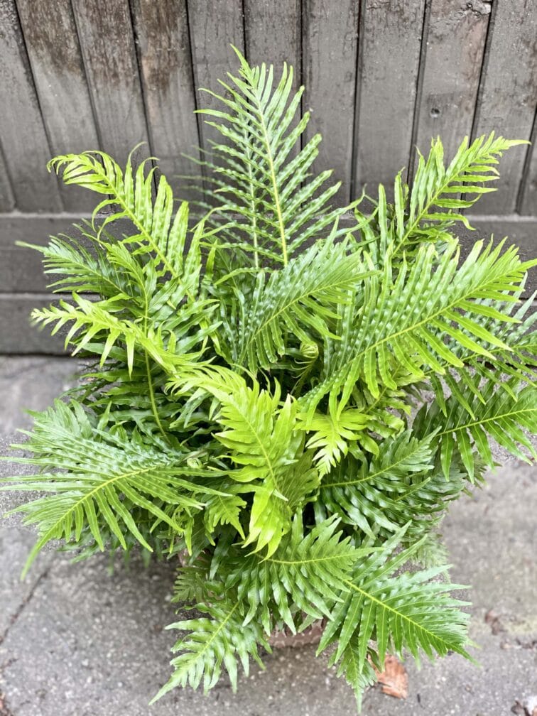 Zdjęcie Blechnum gibbum Silver Lady w kategorii rośliny, ujęcie 2