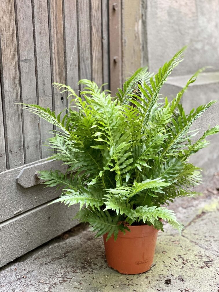 Zdjęcie Blechnum gibbum Silver Lady w kategorii rośliny, ujęcie 3