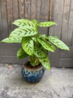 Zdjęcie Calathea Leopardina w kategorii rośliny, ujęcie 1