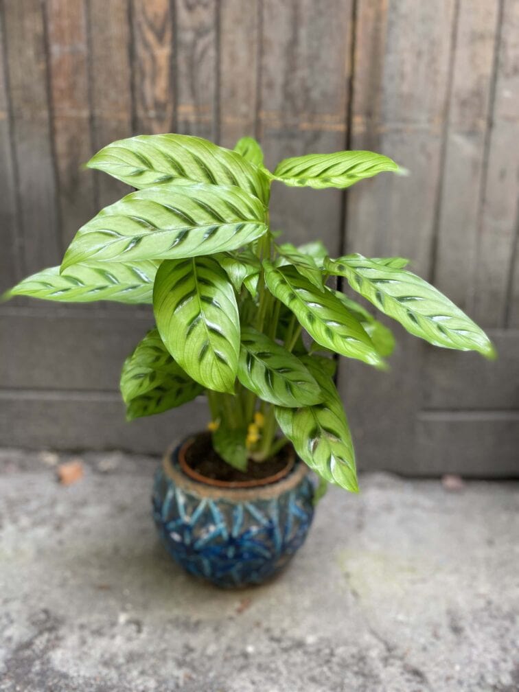 Zdjęcie Calathea Leopardina w kategorii rośliny, ujęcie 1