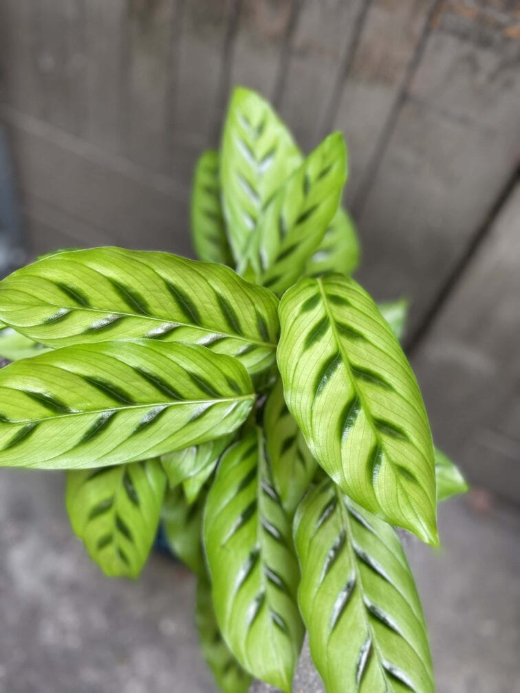 Zdjęcie Calathea Leopardina w kategorii rośliny, ujęcie 2