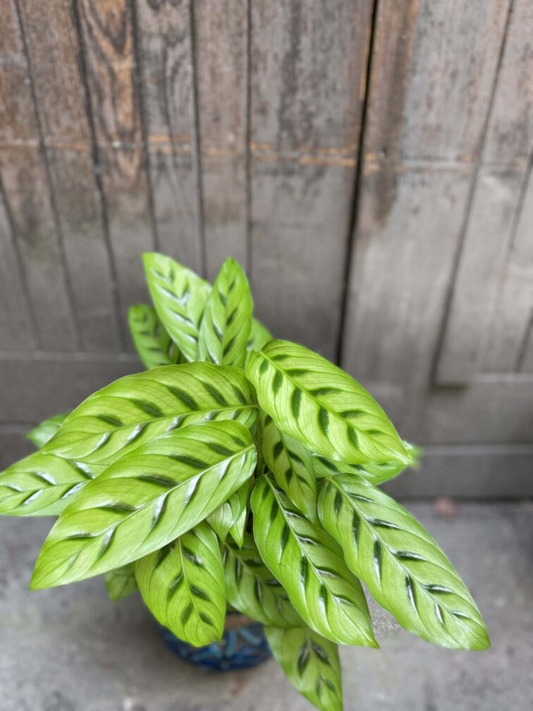 Zdjęcie Calathea Leopardina w kategorii rośliny, ujęcie 3