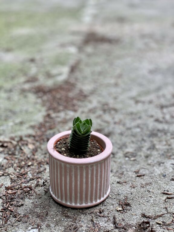 Zdjęcie Crassula Buddha's Temple w kategorii rośliny, ujęcie 1