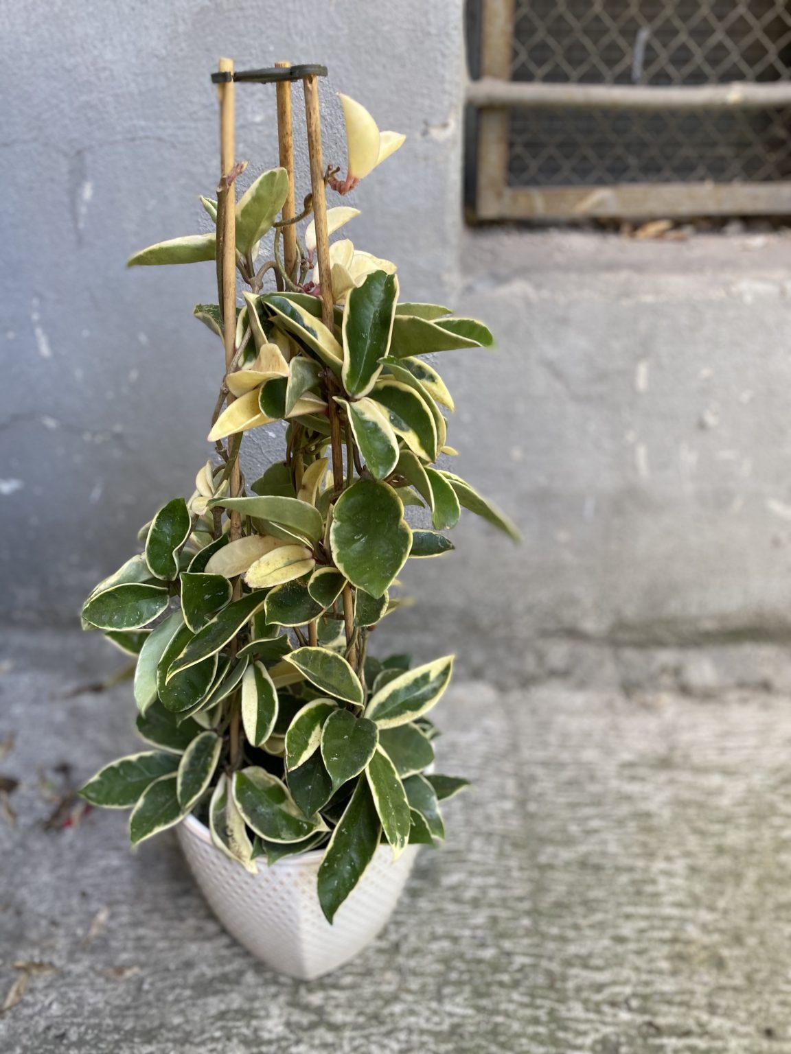 Hoya Krimson Queen (Hoja albomarginata) - Jungle Boogie