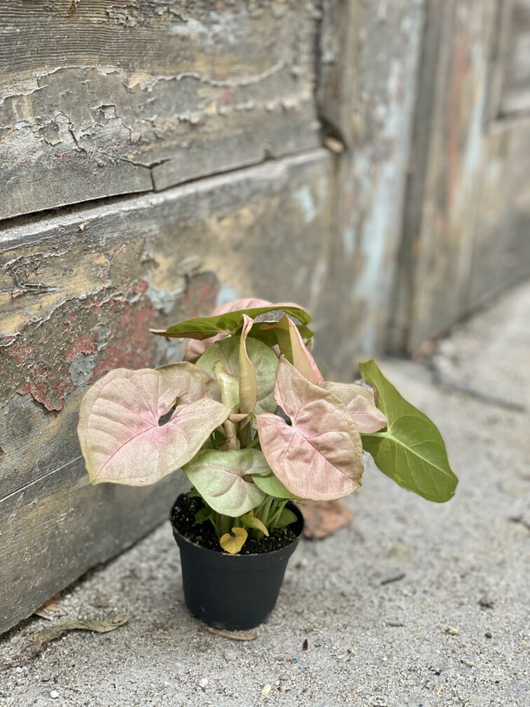 Zdjęcie Syngonium Neon Robusta w kategorii rośliny, ujęcie 3