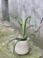 Zdjęcie Tillandsia Curly Slim (Oplątwa) w kategorii rośliny, ujęcie 1