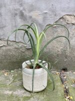 Zdjęcie Tillandsia Curly Slim (Oplątwa) w kategorii rośliny, ujęcie 2