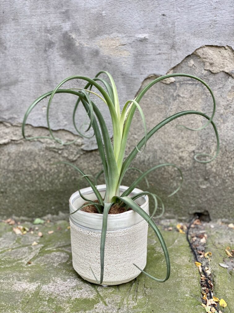 Zdjęcie Tillandsia Curly Slim (Oplątwa) w kategorii rośliny, ujęcie 2