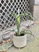 Zdjęcie Tillandsia Curly Slim (Oplątwa) w kategorii rośliny, ujęcie 3