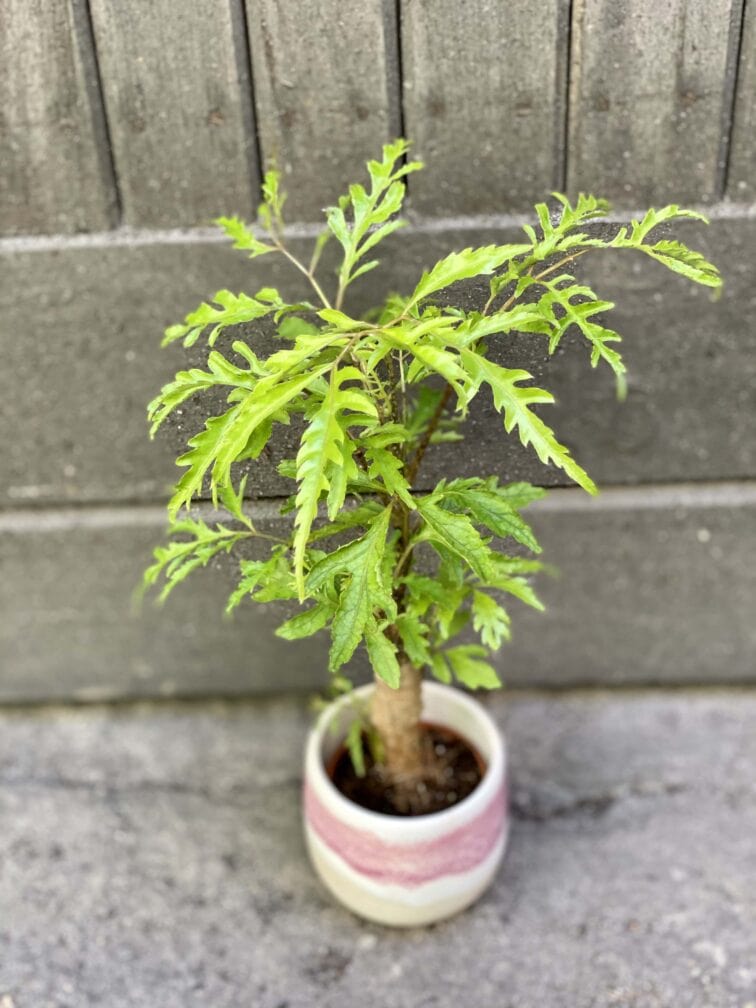 Zdjęcie rośliny Polyscias fruticosa Hawaiina, ujęcie 1