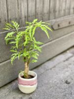 Zdjęcie rośliny Polyscias fruticosa Hawaiina, ujęcie 2