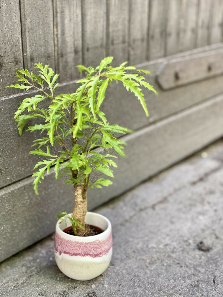 Zdjęcie rośliny Polyscias fruticosa Hawaiina, ujęcie 2