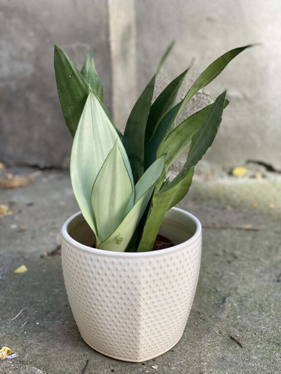 Zdjęcie rośliny Sansevieria Moonshine, ujęcie 1