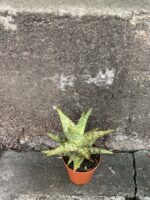 Zdjęcie rośliny Aloe variegata, ujęcie 1