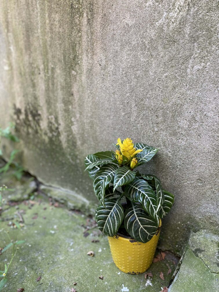 Zdjęcie rośliny Aphelandra Squarrosa, ujęcie 3