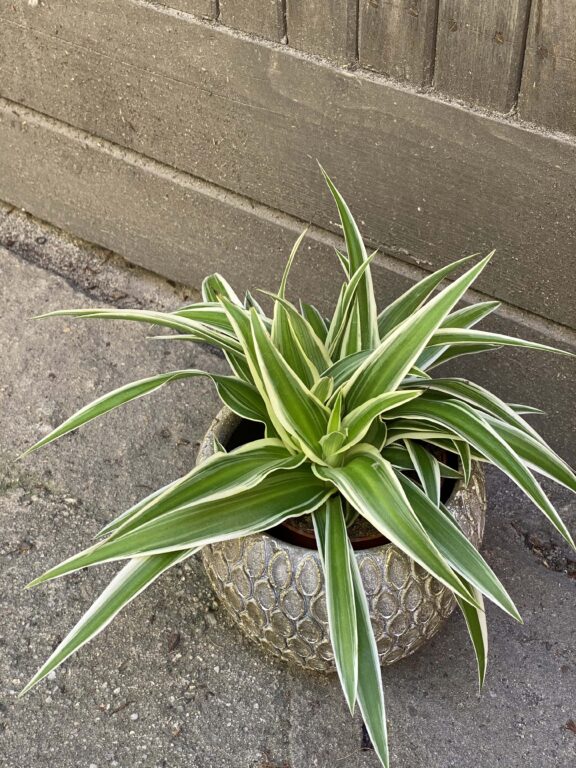 Zdjęcie rośliny Chlorophytum comosum Ocean (Zielistka), ujęcie 1