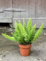 Zdjęcie rośliny Asparagus densiflorus-Meyers, ujęcie 1