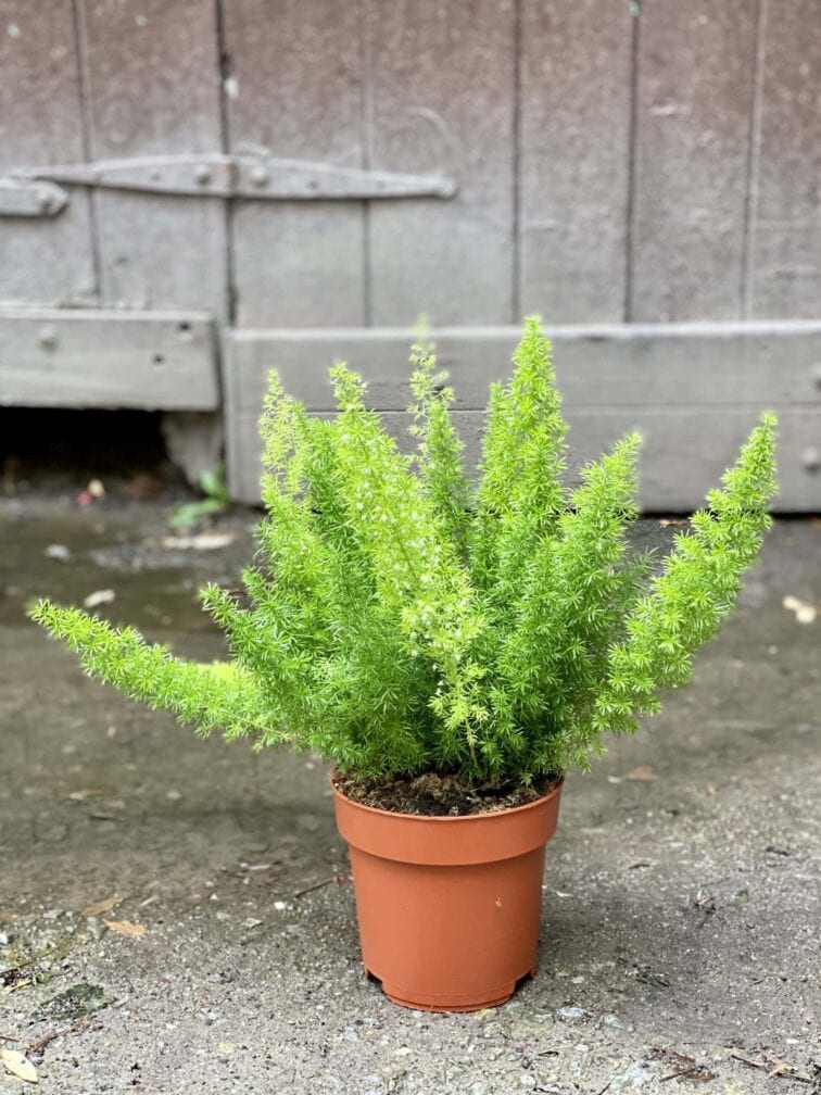 Zdjęcie rośliny Asparagus densiflorus-Meyers, ujęcie 1