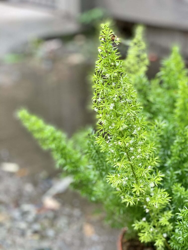 Zdjęcie rośliny Asparagus densiflorus-Meyers, ujęcie 3