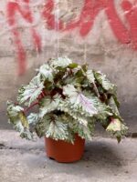 Zdjęcie rośliny Begonia Asian Tundra, ujęcie 1