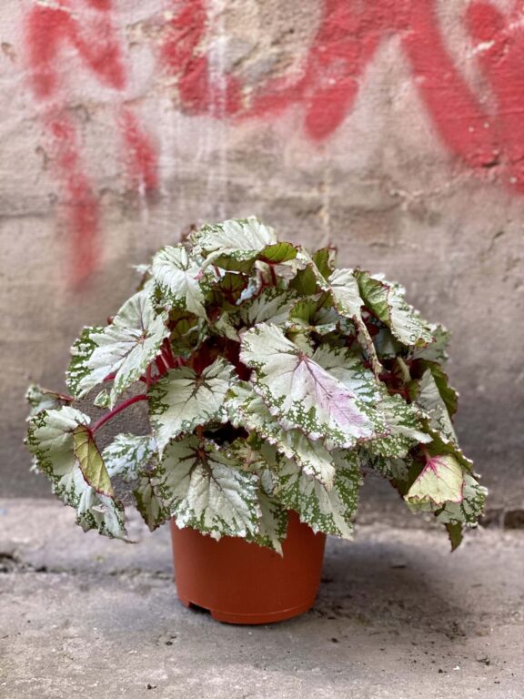 Zdjęcie rośliny Begonia Asian Tundra, ujęcie 1