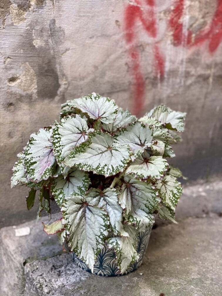 Zdjęcie rośliny Begonia Asian Tundra, ujęcie 3